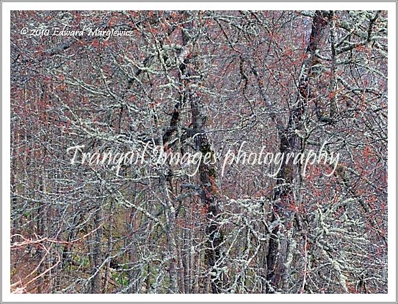 D000108   Lichen coverd tree, North Corolina